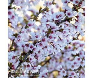 Thompson & Morgan Prunus Incisa Kojo-No-Mai 3.6 Litre Potted Plant X 2