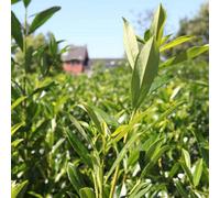 Thompson & Morgan Prunus Laurocerasus Caucasica Evergreen Hedge Bare Root 40-60Cm Hardy Screening Shrub Easy Grow