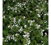 Thompson & Morgan Pulmonaria Sissinghurst White 9Cm Potted Plant X 1