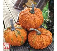 Thompson & Morgan Pumpkin Zombie 1 Seed Packet (4 Seeds)
