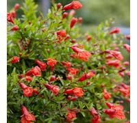 Thompson & Morgan Punica Granatum 1 Seed Packet (4 Seeds)