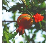 Thompson & Morgan Punica Granatum Pomegranate Tree - Ornamental Edible Fruit Bright Orange Flowers Hardy Multi-Stemmed Shrub