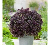 Thompson & Morgan Purple Ball Basil Seeds - Ornamental Culinary Herb - Half-Hardy Annual - 15 Seeds
