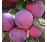 Thompson & Morgan Purple Haze Columnar Apple Tree - 2 Bare Roots (M26) - Self-Fertile Pink Blossom Purple Fruit - T&m