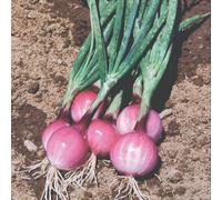 Thompson & Morgan Purplette Onion Seeds Small Purple Salad Spring Onion Easy Grow Veg Garden Container Friendly