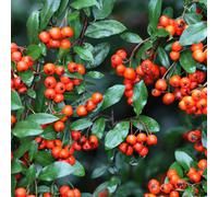 Thompson & Morgan Pyracantha Orange Glow 3 Litre Potted Plant X 1