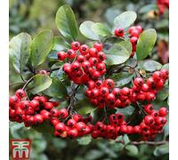 Thompson & Morgan Pyracantha Red Column 3 Litre Potted Plant X 1