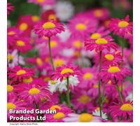 Thompson & Morgan Pyrethrum T&M Single Mixed 1 Seed Packet, Pink