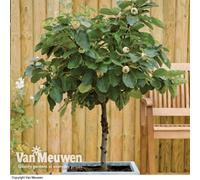 Thompson & Morgan Quince (Cydonia) Leskovac Patio Std (Quince A) 4.5L Potted Plant X 1