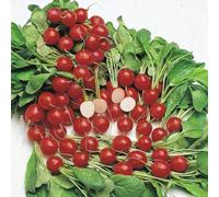 Thompson & Morgan Radish Cherry Belle 1 Seed Packet
