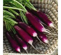 Thompson & Morgan Radish Felicia 1 Seed Packet (400 Seeds)