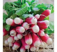 Thompson & Morgan Radish French Breakfast 3 - Rhs Kids 1 Seed Packet