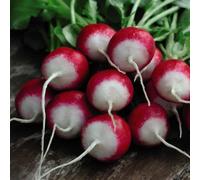 Thompson & Morgan Radish Poloneza 1 Seed Packet (500 Seeds), Red