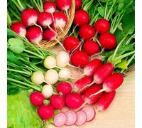 Thompson & Morgan Radish Rainbow Mix 6M Seed Tape Colourful Salad & Stir-Fry Veg Easy Sow Continuous Harvest March-August By Thompson And Morgan