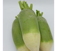 Thompson & Morgan Radish Triumphator F1 Winter Seeds - Crisp Peppery Easy To Grow For Salads & Kimchi