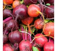 Thompson & Morgan Rainbow Beetroot Seed Tape - Easy Grow Colourful Salad Mix Sweet & Crunchy Varieties. Perfect For Beginners
