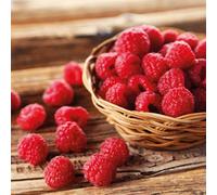 Thompson & Morgan Raspberry Autumn Bliss 2 Litre Potted Plant X 2