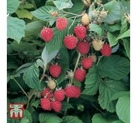 Thompson & Morgan Raspberry Glen Ample 2 Litre Potted Plant X 1