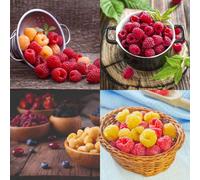 Thompson & Morgan Raspberry Grower S Choice Mixed Summer/autumn Fruiting Hardy Plants For Uk Gardens Sweet Juicy Fruit 3L Pot X2