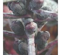 Thompson & Morgan Red Bull Brussels Sprout Seeds - Hardy Annual Nutty Flavor Ornamental Red Sprouts Easy Grow Veg 1 Packet 125 See