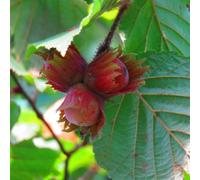 Thompson & Morgan Red Cracker Hazelnut 2 Bare Root Trees - Edible Nuts Stunning Red Foliage Self-Fertile.