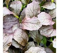 Thompson & Morgan Red Empire F1 Mizuna Oriental Salad Leaves Microgreens - Peppery Nutritious Easy Sow Year Round Grow