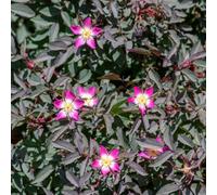 Thompson & Morgan Red Leaf Rose (Hedging) 3 Litre Potted Plant X 2