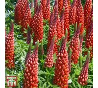 Thompson & Morgan Red Lupin My Castle - 3 Bare Root Plants