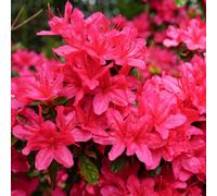 Thompson & Morgan Red Spring Blooming Evergreen Azalea Japonica - 9Cm Pot