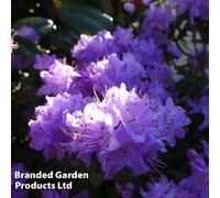 Thompson & Morgan Rhododendron Dwarf Blue 2 Litre Potted Plant X 1