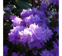 Thompson & Morgan Rhododendron Dwarf Blue 2 Litre Potted Plant X 2