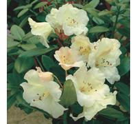 Thompson & Morgan Rhododendron Dwarf Cowslip 3 Litre Potted Plant X 2
