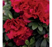 Thompson & Morgan Rhododendron Encore Autumn Fire 3 Litre Pot x 1