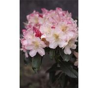 Thompson & Morgan Rhododendron Percy Wiseman 5 Litre Pot x 1