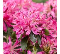 Thompson & Morgan Rhododendron Pink Star 17cm Pot x 1