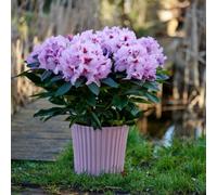 Thompson & Morgan Rhododendron Xxl Lila Flame Bicoloured Large Lilac Flowers Compact Evergreen Shrub 1X 23Cm Pots By Thompson And Morgan