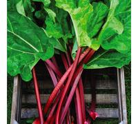Thompson & Morgan Rhubarb Raspberry Red 1 Budded Piece