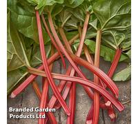 Thompson & Morgan Rhubarb (Rheum) Goliath 1 Budded Pieces