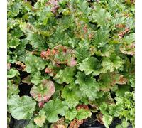Thompson & Morgan Rhubarb Stockbridge Arrow Hardy Perennial Late Season Deep Red Flavoured Stems High-Yielding 2 Litre Pot