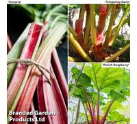 Thompson & Morgan Rhubarb Tasters Collection - 3 Budded Pieces