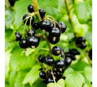 Thompson & Morgan Ribes Ben Sarek Blackcurrant - Compact Heavy Cropping Glossy Fruit Easy Pick Frost Resistant (1X 2L Pot)