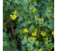 Thompson & Morgan Ribes Odoratum - Clove Scented Currant - Yellow Flowers & Edible Black Berries - Long Interest - 1X 3.5L Potted Plant