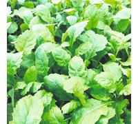 Thompson & Morgan Rocket Scorpion Seeds - Hardy Annual Salad Leaves Spicy For Microgreens & Edible Flowers - 1000 Seeds