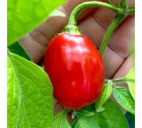 Thompson & Morgan Rocoto Chilli Pepper Seeds Early-Ripening Compact Mini Bell-Shaped 80K Shu Salsas Fresh Cooking 1 Packet (8 Seeds)