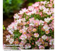 Thompson & Morgan Rosa Alpina'cutie Pie' Hardy Shrub X 1 - Outdoor Garden Plants, Ideal For Pots And Containers