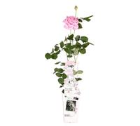 Thompson & Morgan Rosa Crazy In Love Pink 15Cm Potted Plant X 3