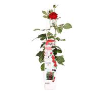 Thompson & Morgan Rosa Crazy In Love Red 15Cm Potted Plant X 2