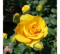 Thompson & Morgan Rose Breeders Choice Gold 1 Bare Root Plant