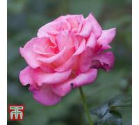 Thompson & Morgan Rose Breeders Choice Pink 1 Bare Root Plant