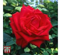 Thompson & Morgan Rose Breeders Choice Red 1 Bare Root Plant